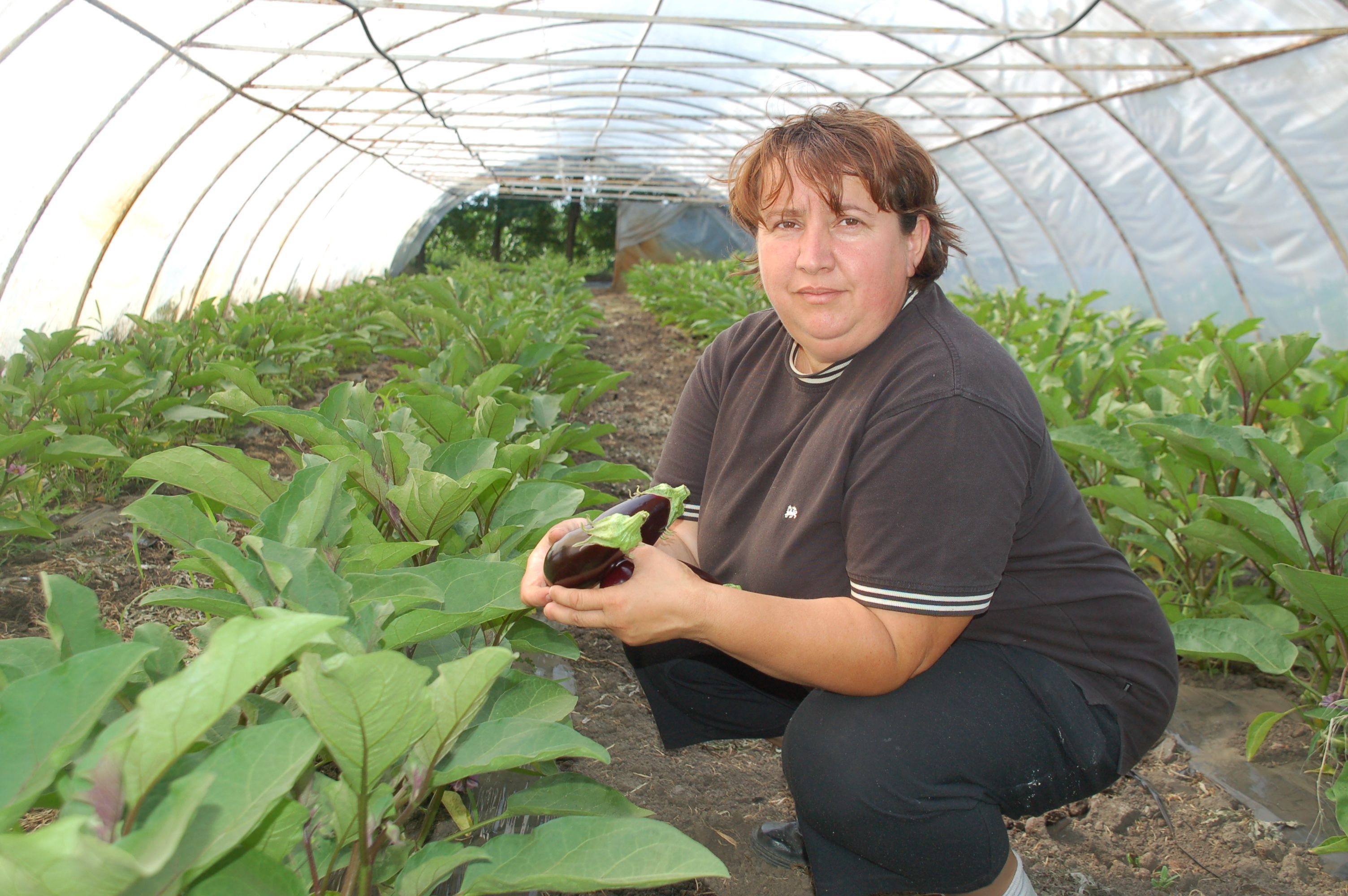 Nada Letic, Biobäuerin aus Serbien, in einem ihrer Gewächshäuser / Katrin Lechler, n-ost