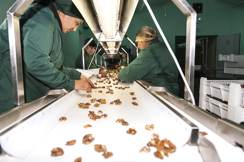 Arbeiterinnen in Ion Cuhals Fabrik in Moldau sortieren Walnüsse. / Foto: Dagmar Gester, n-ost